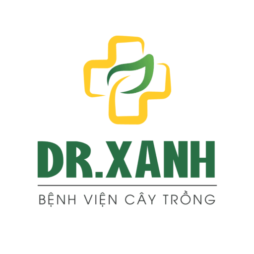 drxanh.com